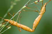 Assassin Bug (Australcmena lineativentris) (Australcmena lineativentris)